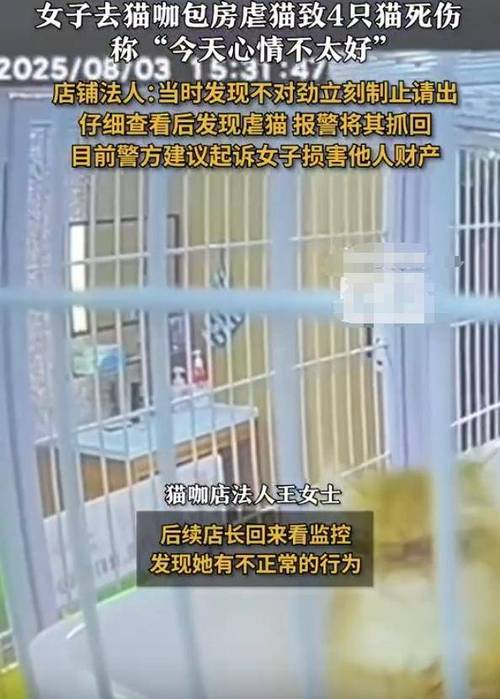 女子猫咖包房虐猫致四猫死伤惨案