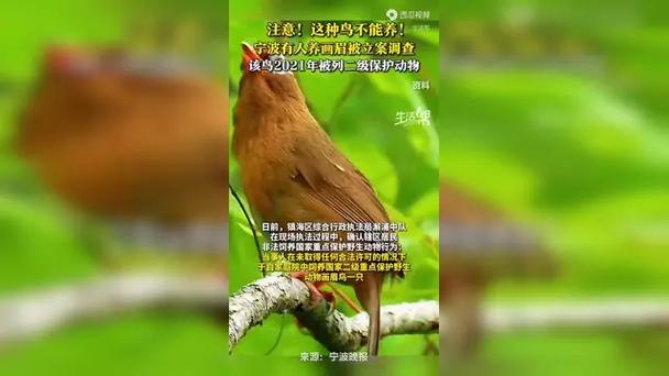宁波一市民家中养画眉鸟被立案调查