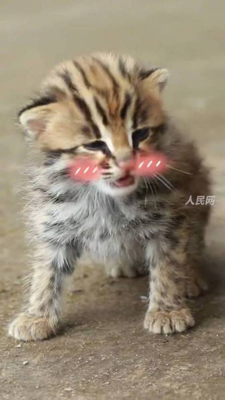 狗狗叼回豹猫幼崽，奇妙的相遇