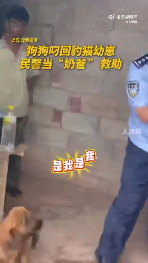 狗狗叼回了一只豹猫幼崽