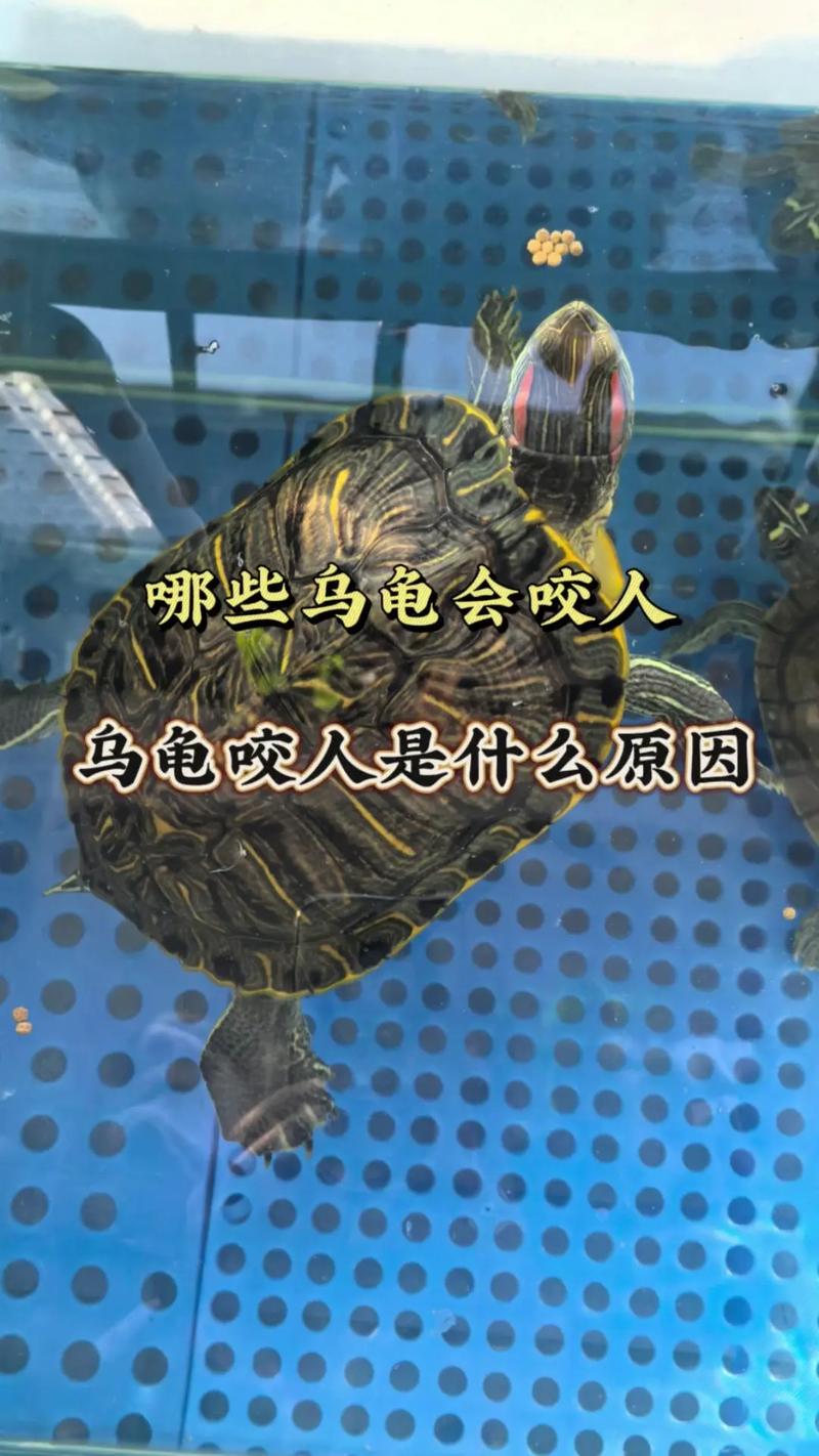 出逃被人抱走的宠物龟找到了