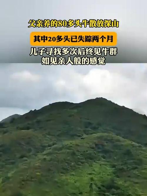 失联两月后，80多头牛仅找回20多头