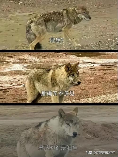 男子无人区投喂狼遭反噬