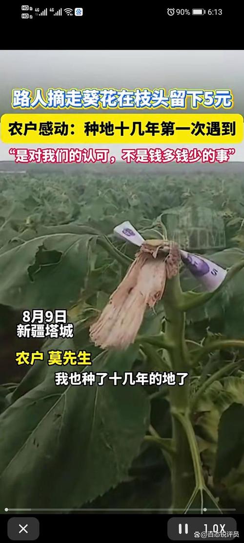 路人摘葵花后留钱于枝头，农户深受感动
