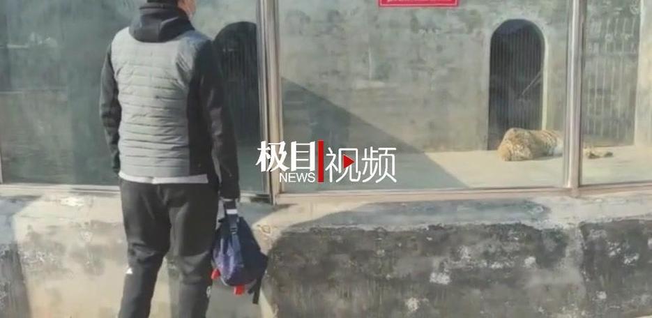 山东一动物园老虎翻围栏打“同事”