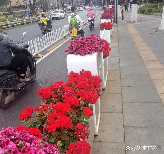 漯河“受降路”路牌前摆满鲜花
