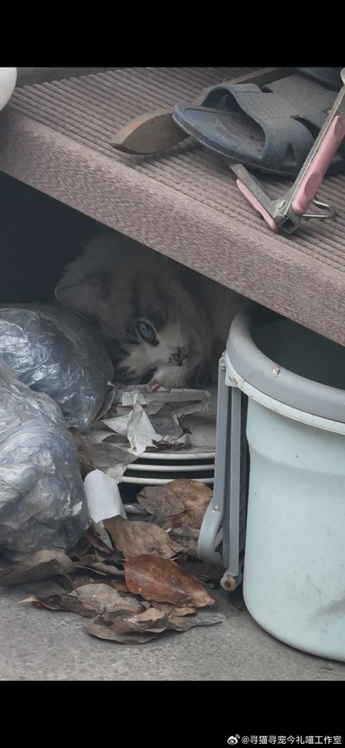 多方回应上海一小区猫屋现猫尸残骸