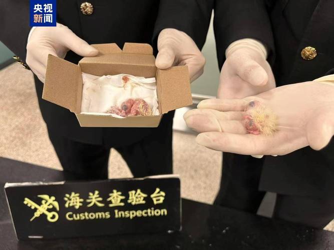 入境旅客把200多枚鹦鹉蛋冲进下水道
