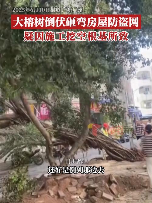 3女子贵州买房避暑 被树砸致1死2伤