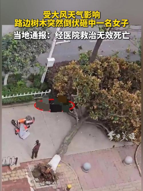 贵州避暑房遭遇意外，女子遭树砸一死两伤