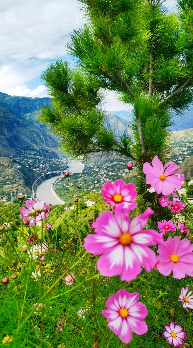 格桑花开映山河美景