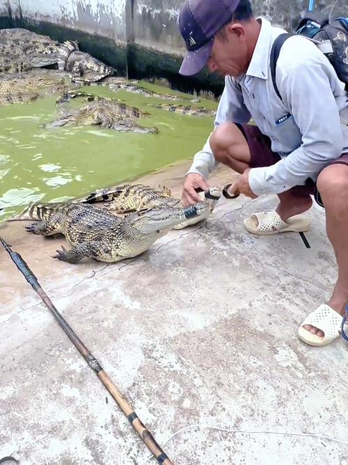 鳄鱼拍卖引发抓捕责任问题，买家需自行负责捕捉