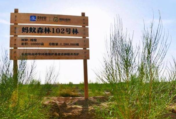 马云现身蚂蚁森林，绿色金融科技引领者的新动态