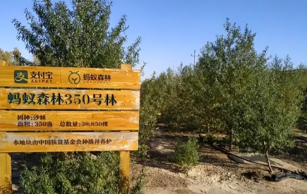 马云现身蚂蚁森林