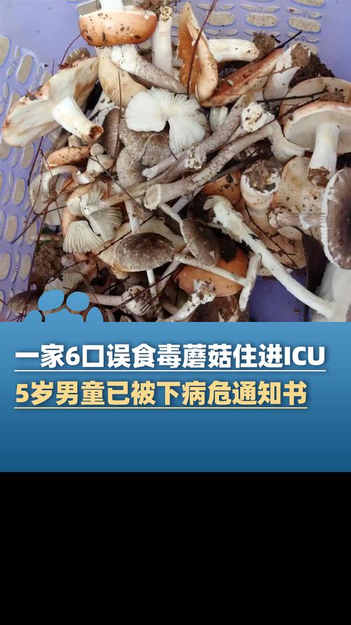 一家9口吃鹅膏菌中毒
