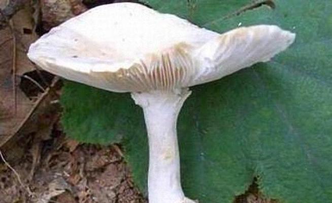 一家9口吃鹅膏菌中毒