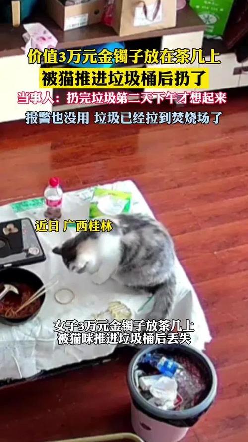 金镯意外遭猫推入垃圾桶遗弃事件