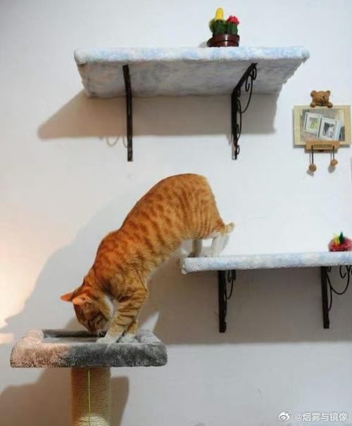 3万金镯子被猫推进垃圾桶后扔了