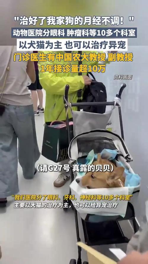 北京动物医院一年接诊超十万宠物患者