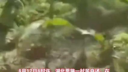 湖北一村民称遭老虎袭击 当地通报