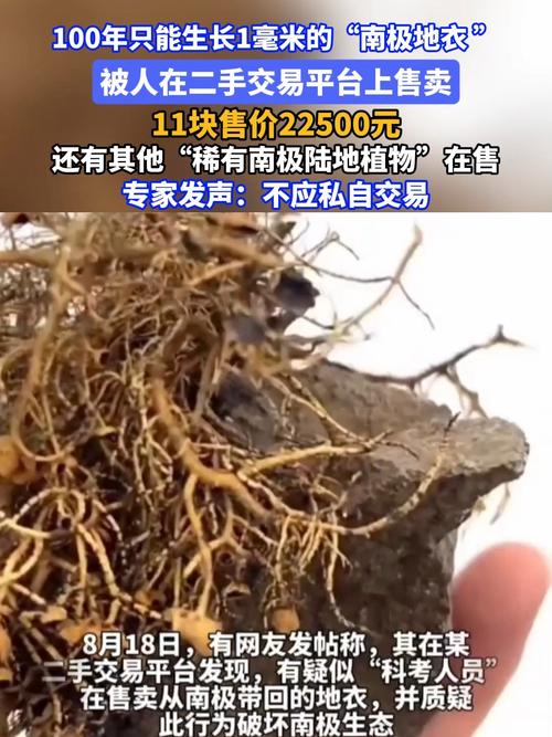 南极地衣二手平台售卖，百年生长仅一毫米的珍稀交易