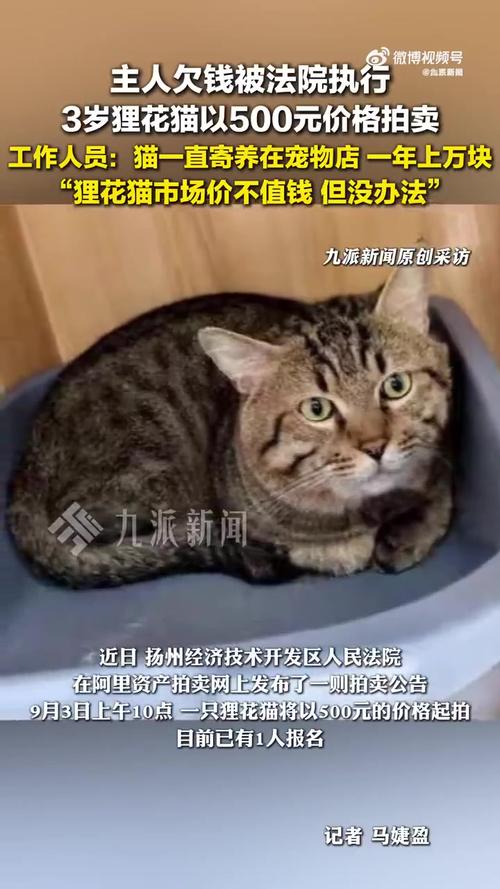 因主人欠款狸花猫遭法拍 拍卖被撤销