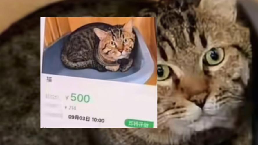 狸花猫遭法拍拍卖撤销，主人欠款引发关注