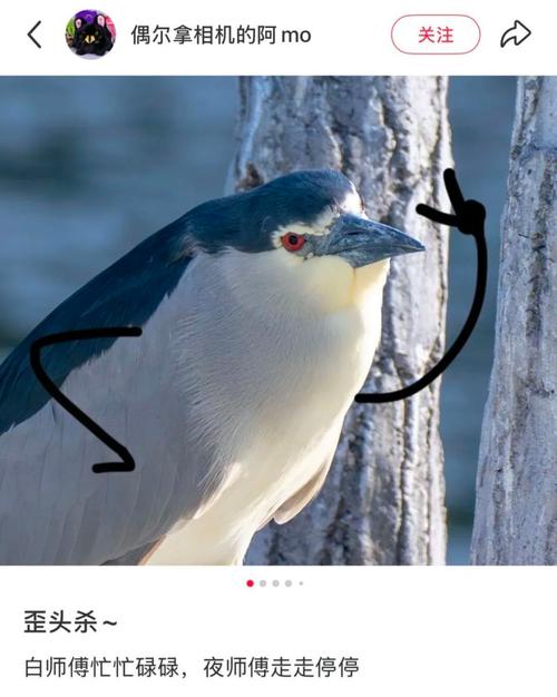 鸟门风潮，悄然引领潮流新趋势