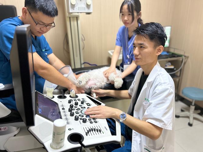 医生谈宠物防晒服走红