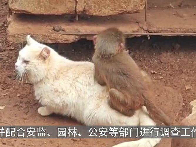 猫咪误入虎园丧命于动物园的悲剧