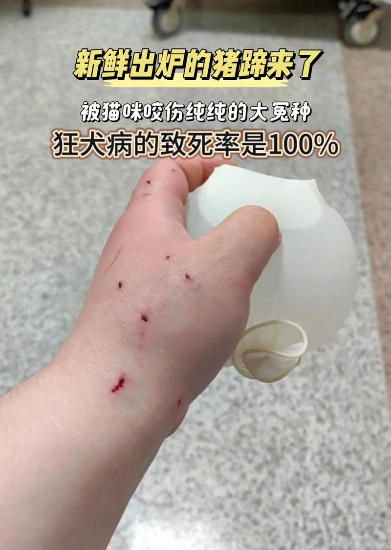 猫咪误入动物园虎园被咬死