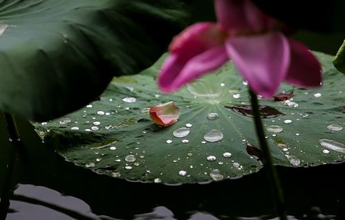 盛夏“收官”之雨来了