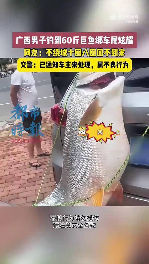 男子电动车后绑60斤大鱼遛街展示