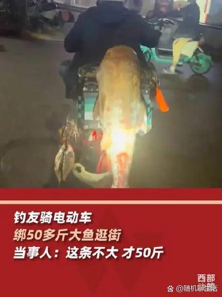 男子电动车后绑60斤大鱼遛街展示