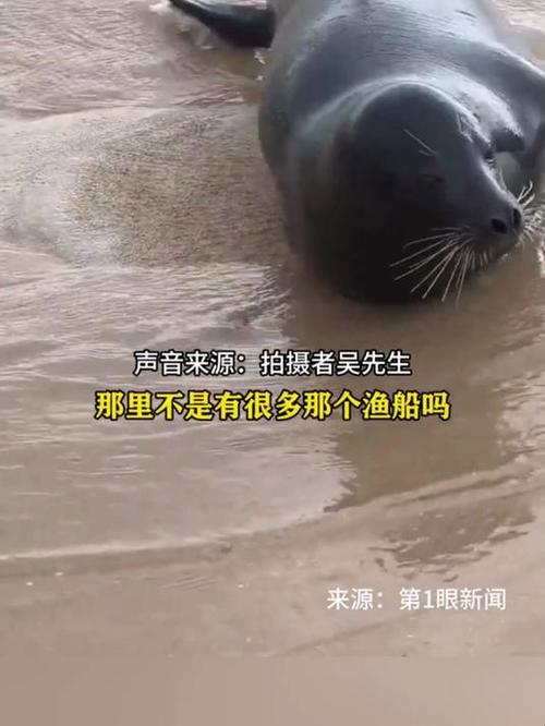 海南团宠新星诞生，台风带来的海豹阿侬受热捧