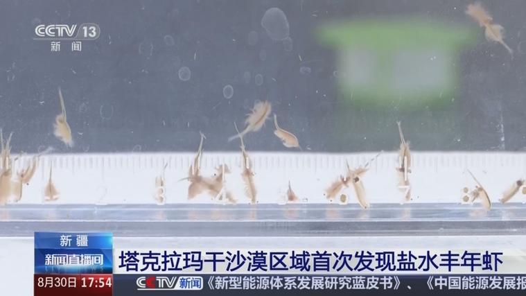 新疆沙漠首次发现盐水丰年虾群繁殖现象