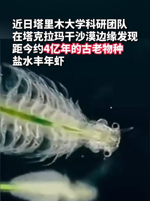 新疆沙漠首次发现盐水丰年虾