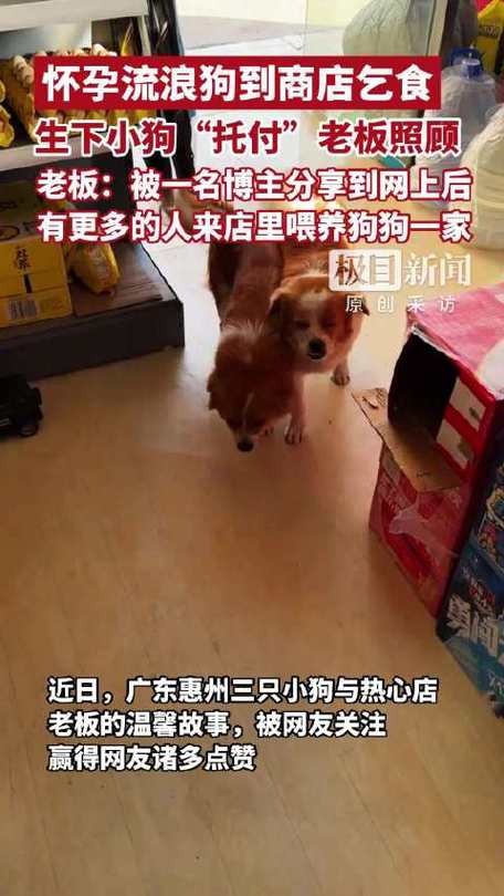 流浪狗在商店诞下小狗，托付老板照顾