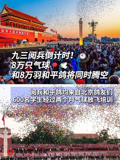 第一批参加阅兵的和平鸽已到家