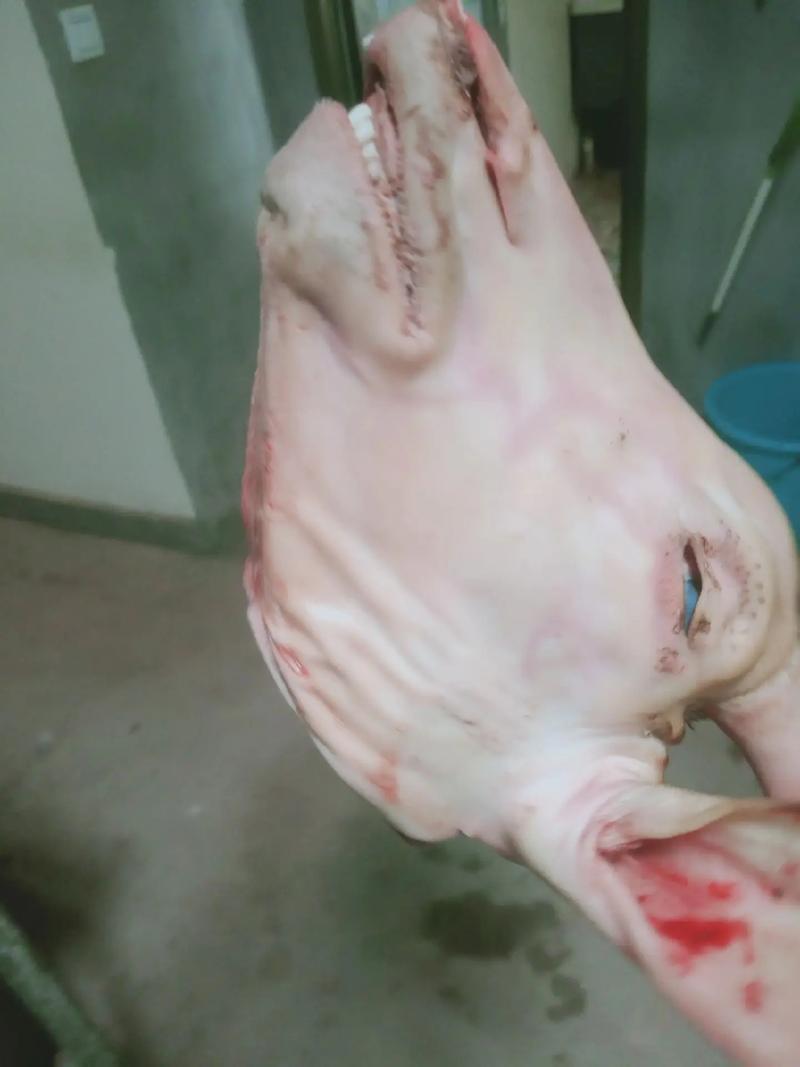 央视揭秘，沉香市场挂羊头卖狗肉现象曝光