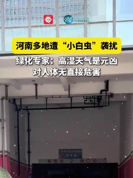 河南多地遭遇小白虫肆虐灾害