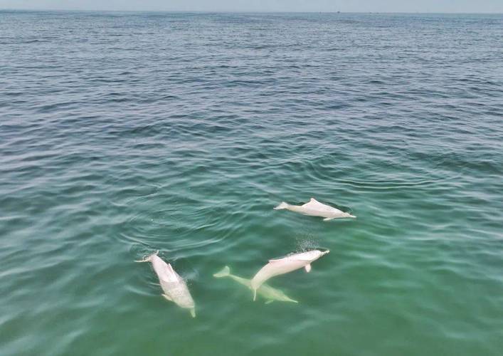 广东潮州海域惊现成群中华白海豚身影