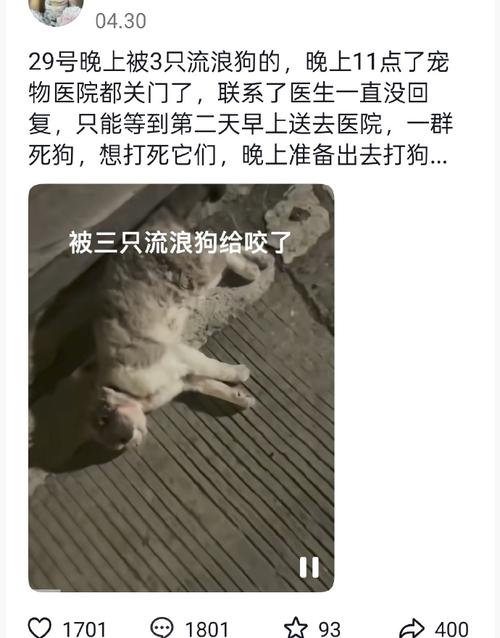学校保安打死校园流浪狗？校长回应
