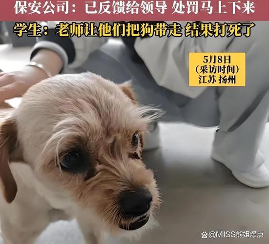 学校保安打死校园流浪狗事件，校长回应