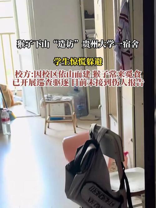 贵州大学宿舍惊现猴子下山探访