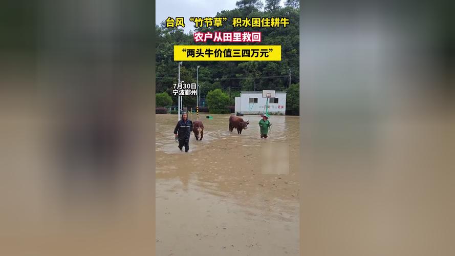 台风来袭 男子连夜帮农户抢收稻子