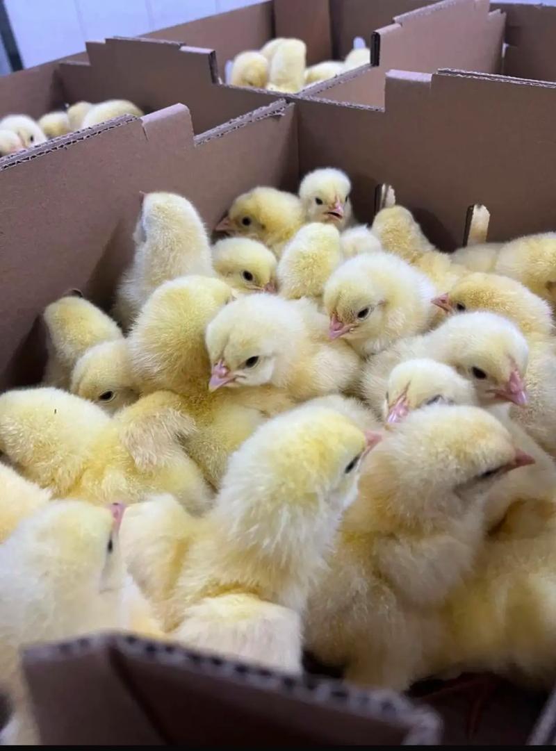 中国每年消费约70亿只白羽肉鸡