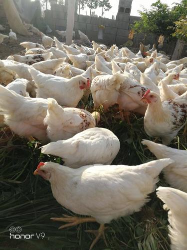 中国每年吃掉约70亿只白羽肉鸡