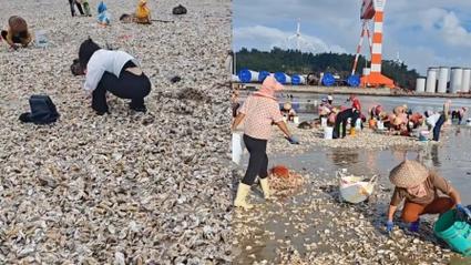 海滩退潮引发生蚝热潮，市民疯狂捡拾至手软