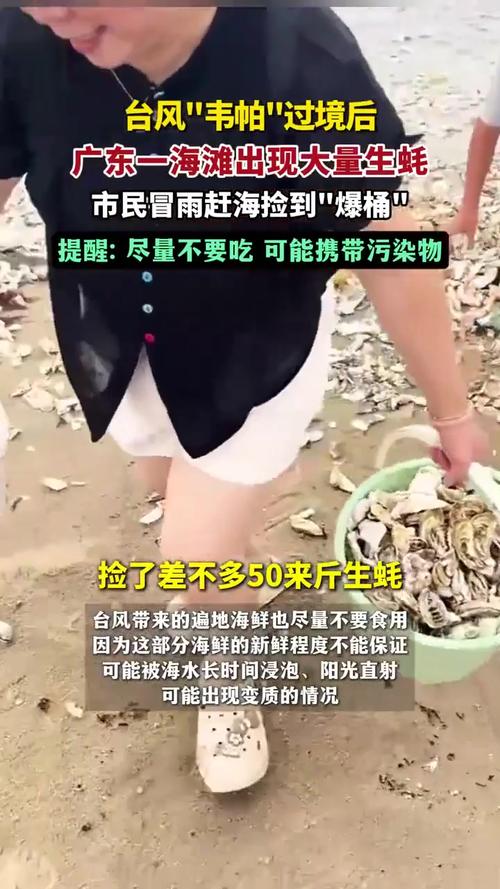 海滩退潮遍地生蚝 市民捡到手软